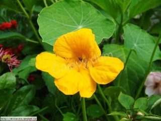 Lichořeřišnice (50g)